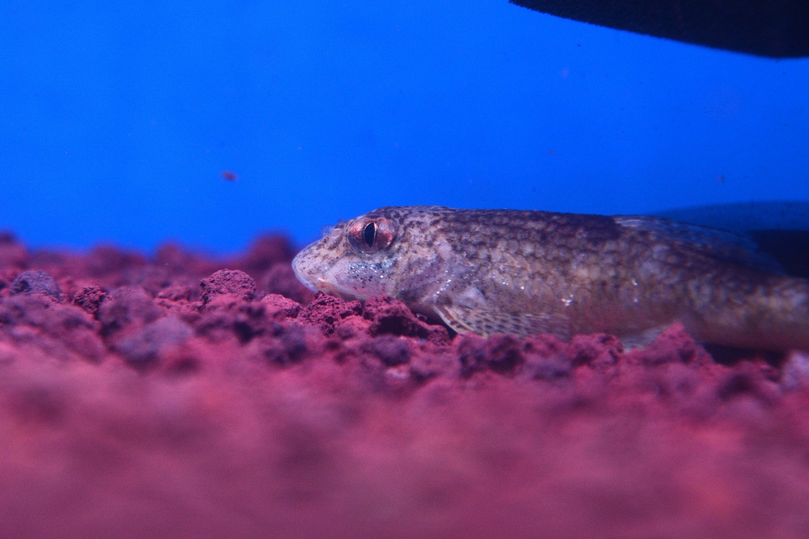 Tung's Gudgeon (Gobiobotia tungi)