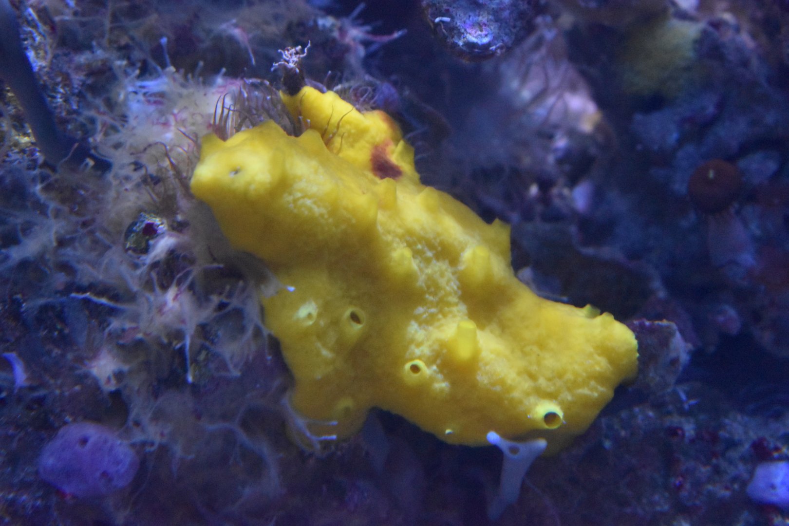 Tunicate or sponge ID - Henry Doorly Zoo