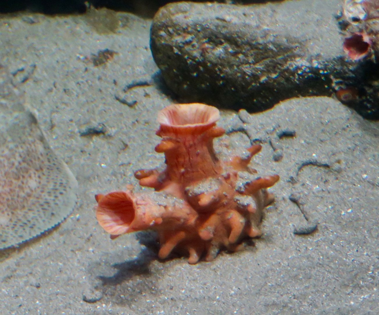 Tunicate sp.