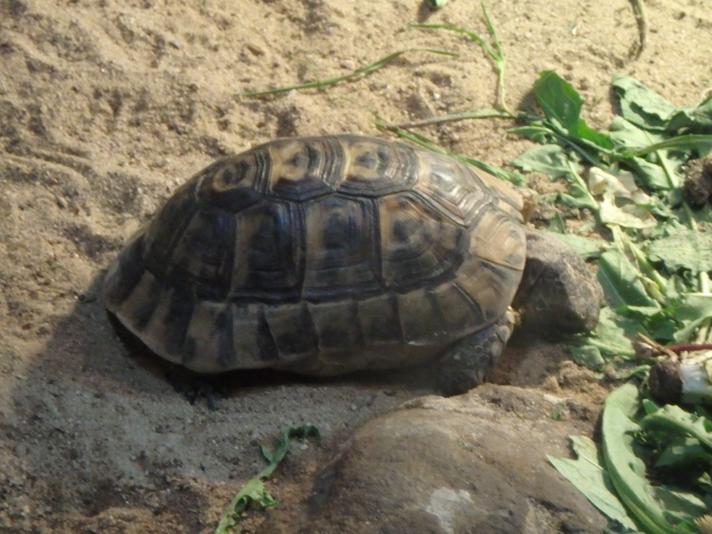 Tunisian spur-thighed tortoise