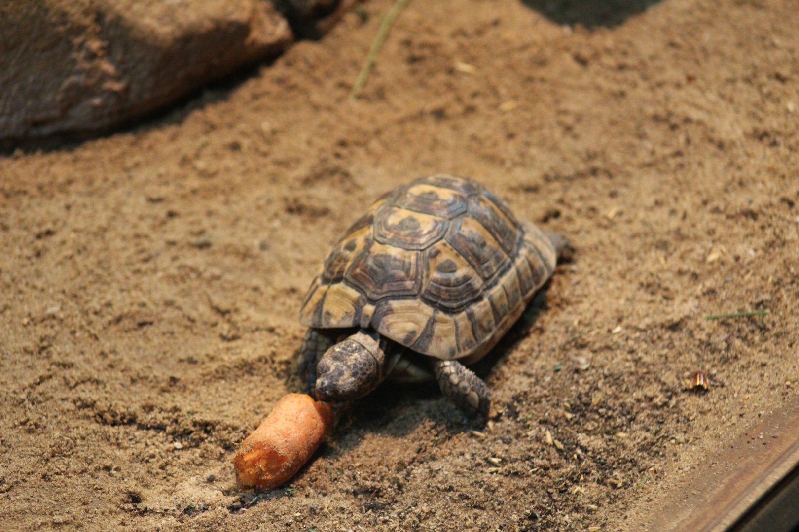 Tunisian Spur-Thighed Tortoise