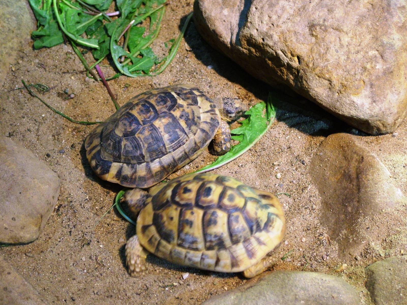 Tunisian Spur-thighed Tortoises at Prague, 25/08/12