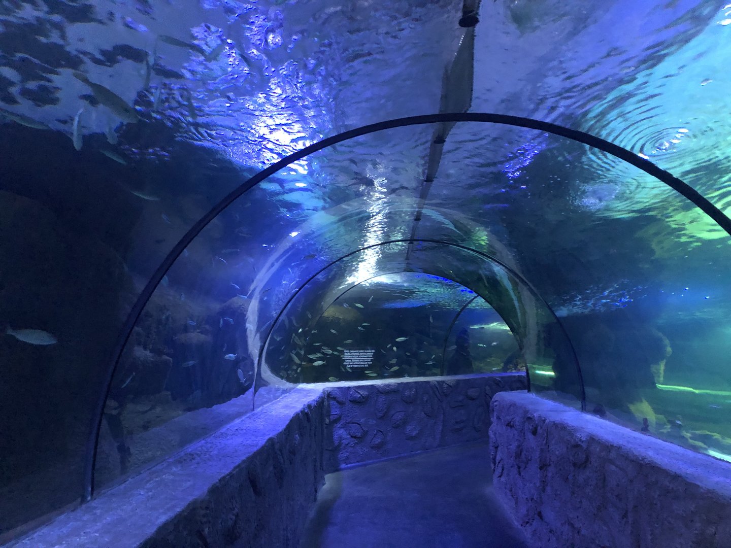 Tunnel Aquarium at Aqua Vega