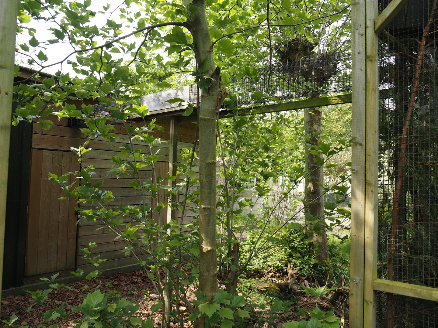 Tunnel between indoor housing and outdoor exhibit for Red-flanked variegated squirrels, 2024-05-11