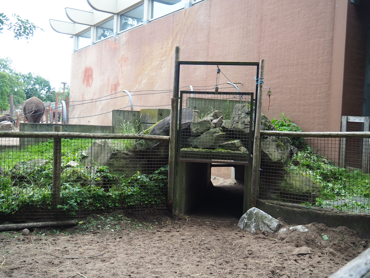 Tunnel between Red river hog paddock and Smaller African bush elephant paddock, 2023-08-17