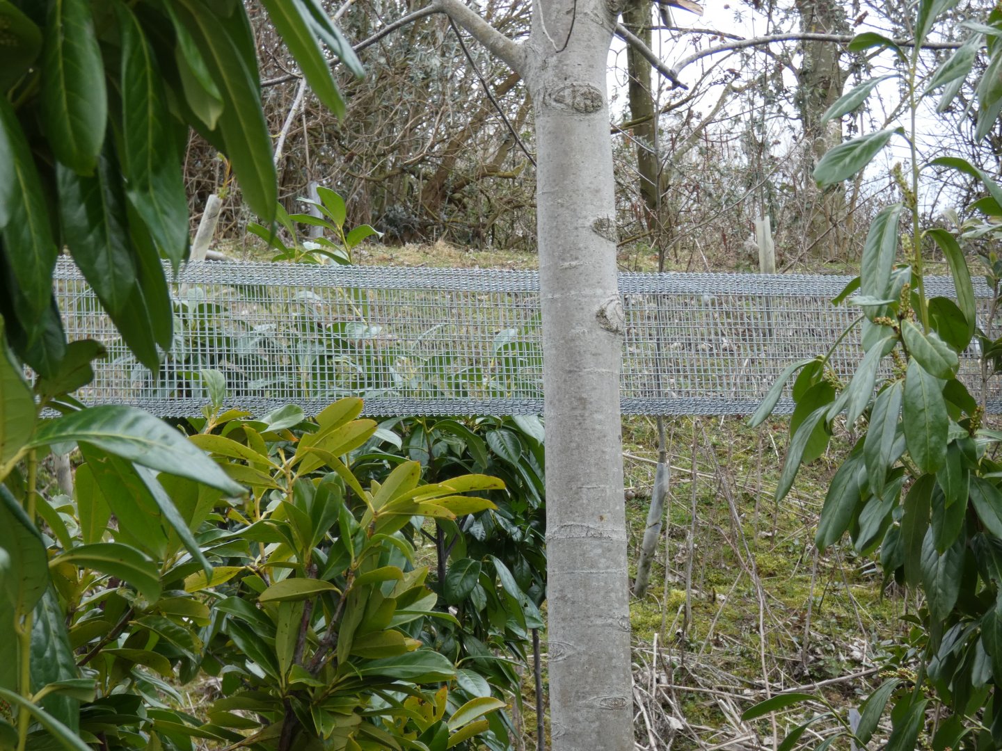 Tunnel connecting Prevost's Squirrel enclosures in Islands