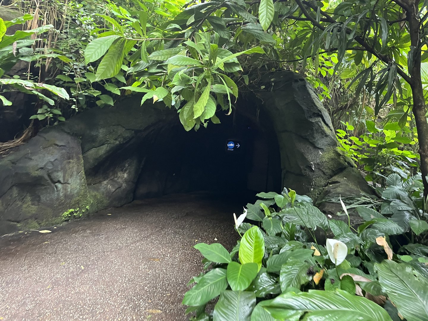 Tunnel from Bush to Ocean 6.7.23