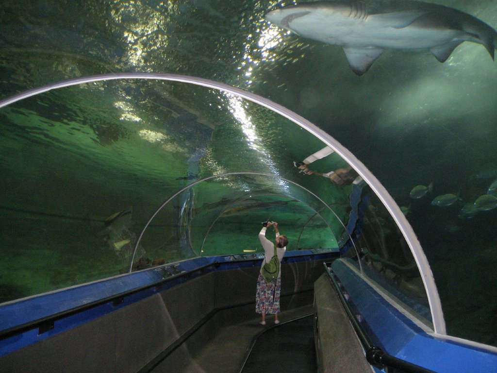 Tunnel in Shark Tank