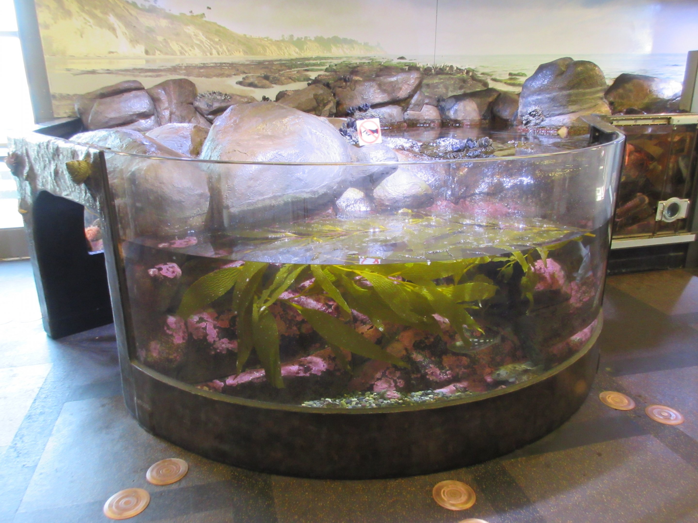 Tunnel Kelp Tank