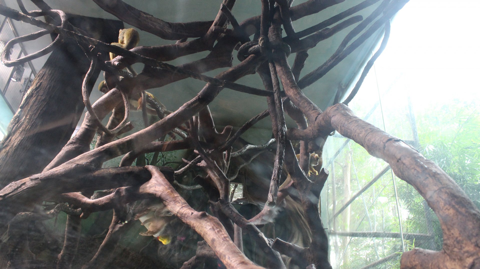 Tunnel of monkey dome