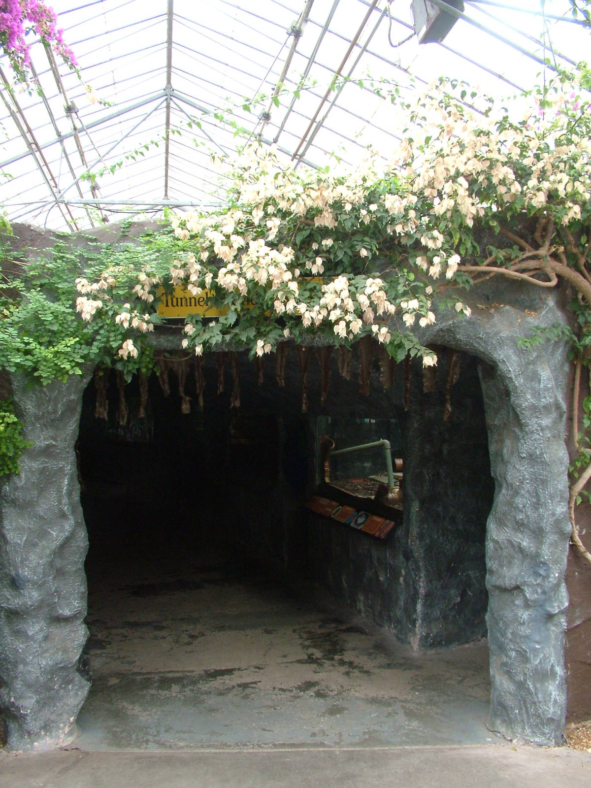 Tunnel of Underwater Life at the Palms: Final Visit, 08/08/10