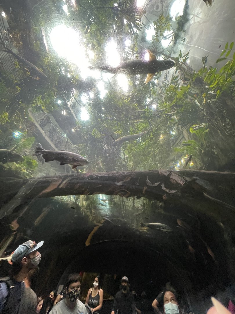 Tunnel tank in south american area