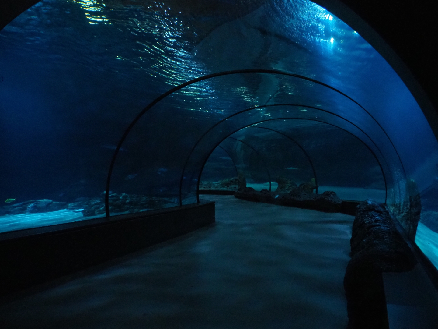 Tunnel tank (Nov 10th, 2018)