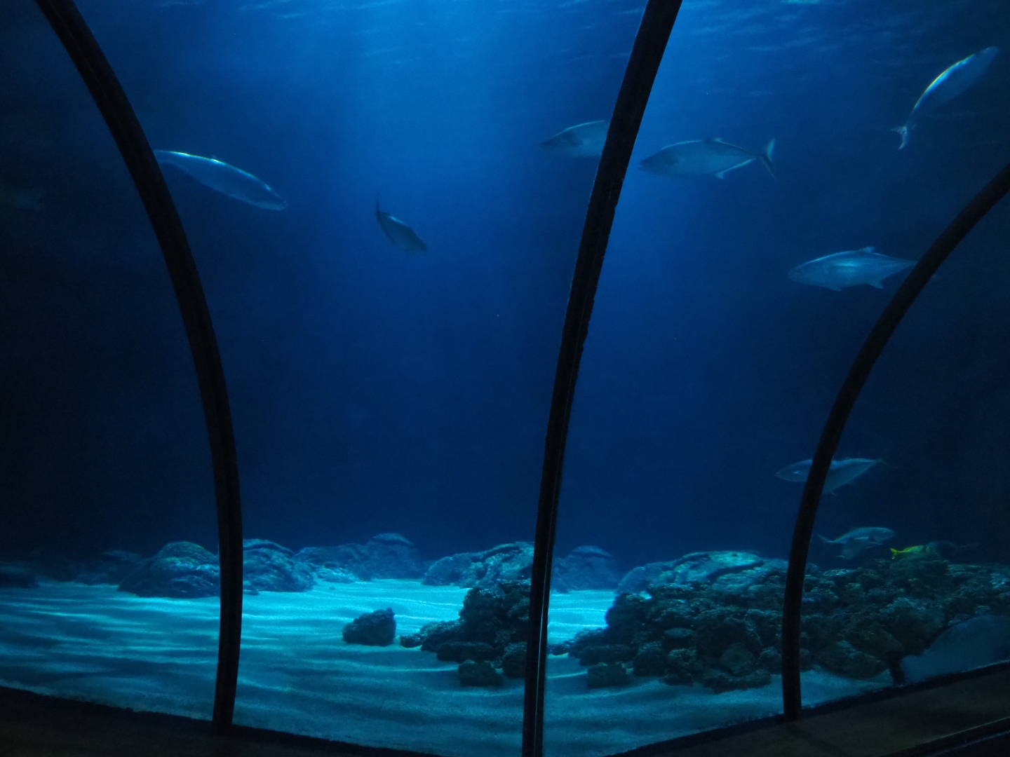 Tunnel tank (Nov 10th, 2018)