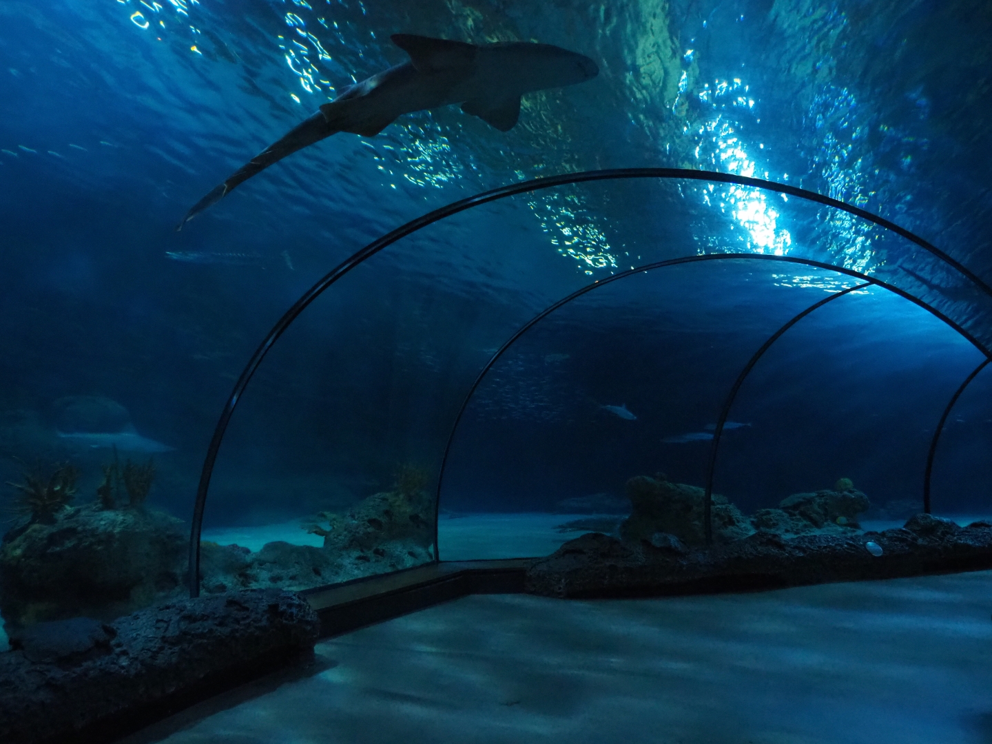 Tunnel tank with Atlantic nurse sharks (Ginglymostoma cirratum) resting on the acrylic (Nov 10th, 2018)