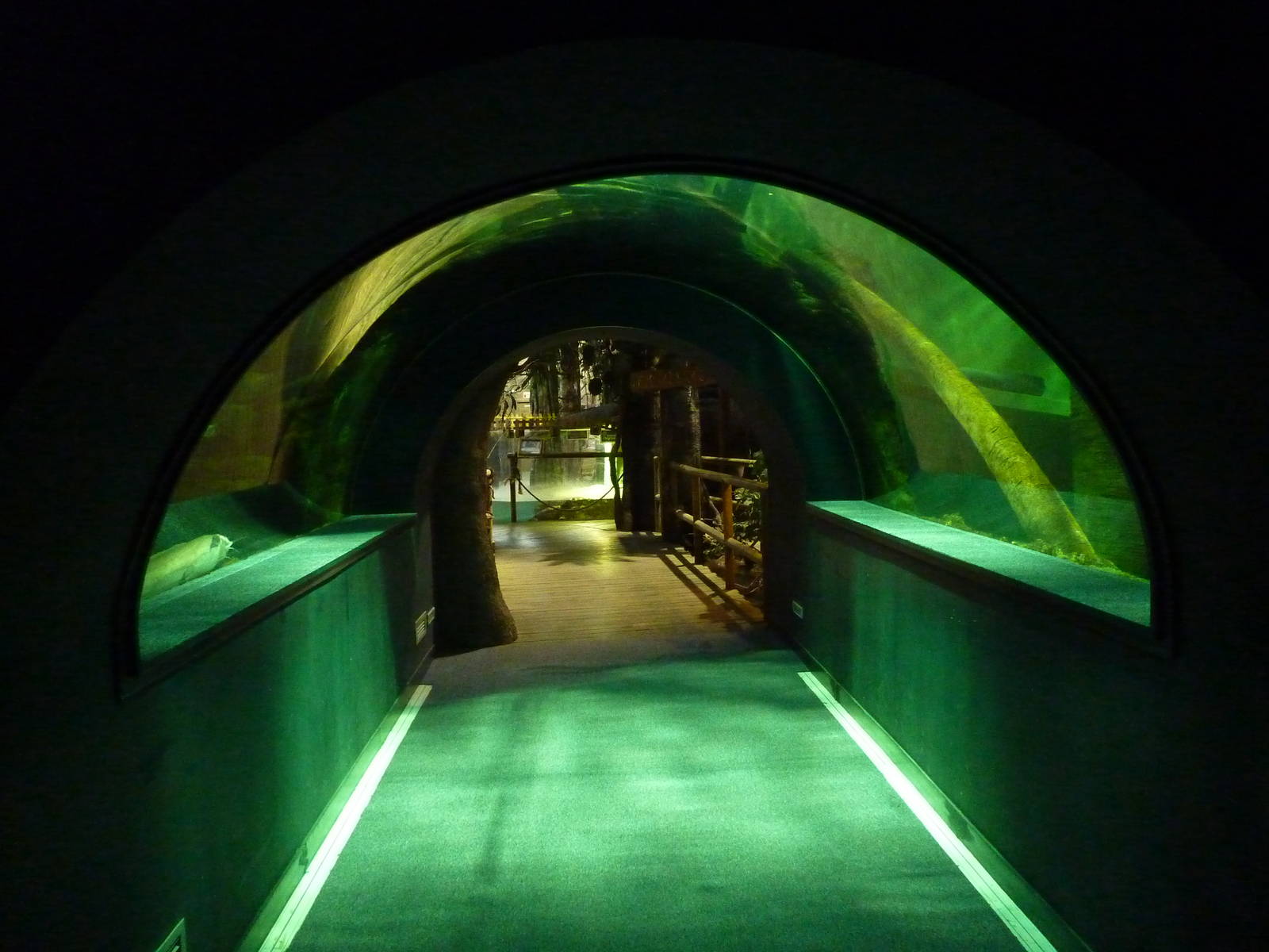 Tunnel through El Rio Del Mundo tank, 10th April 2012