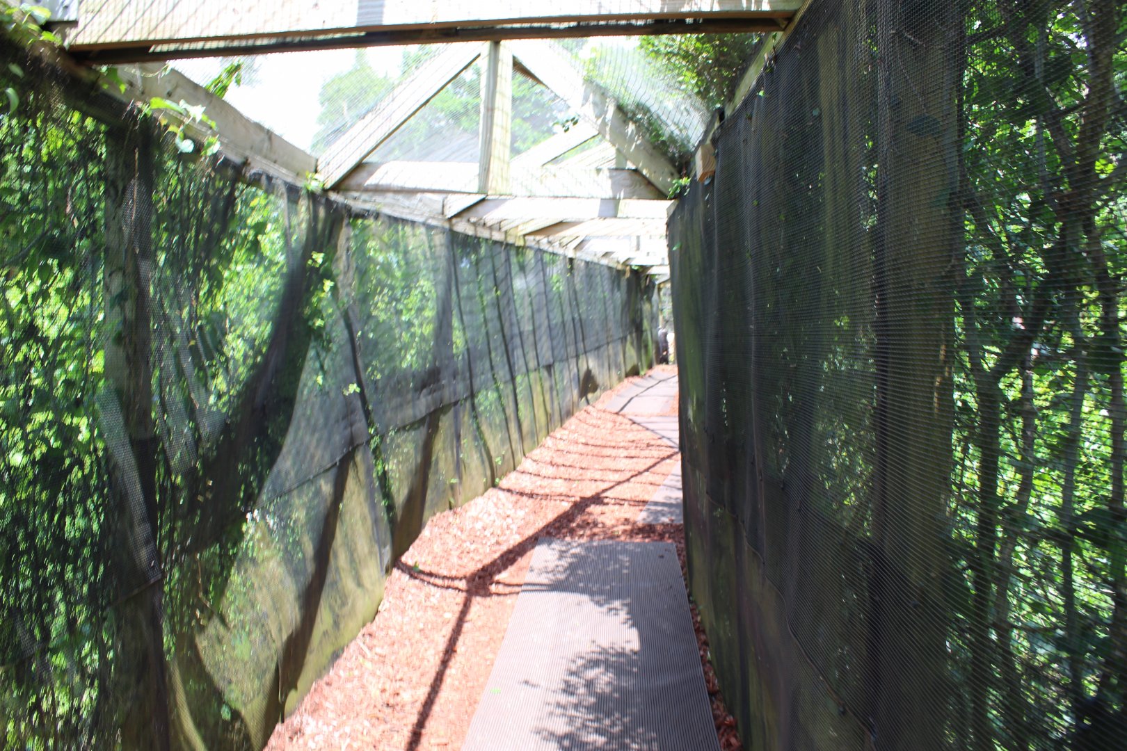 Tunnel Through Java Macaque Exhibit