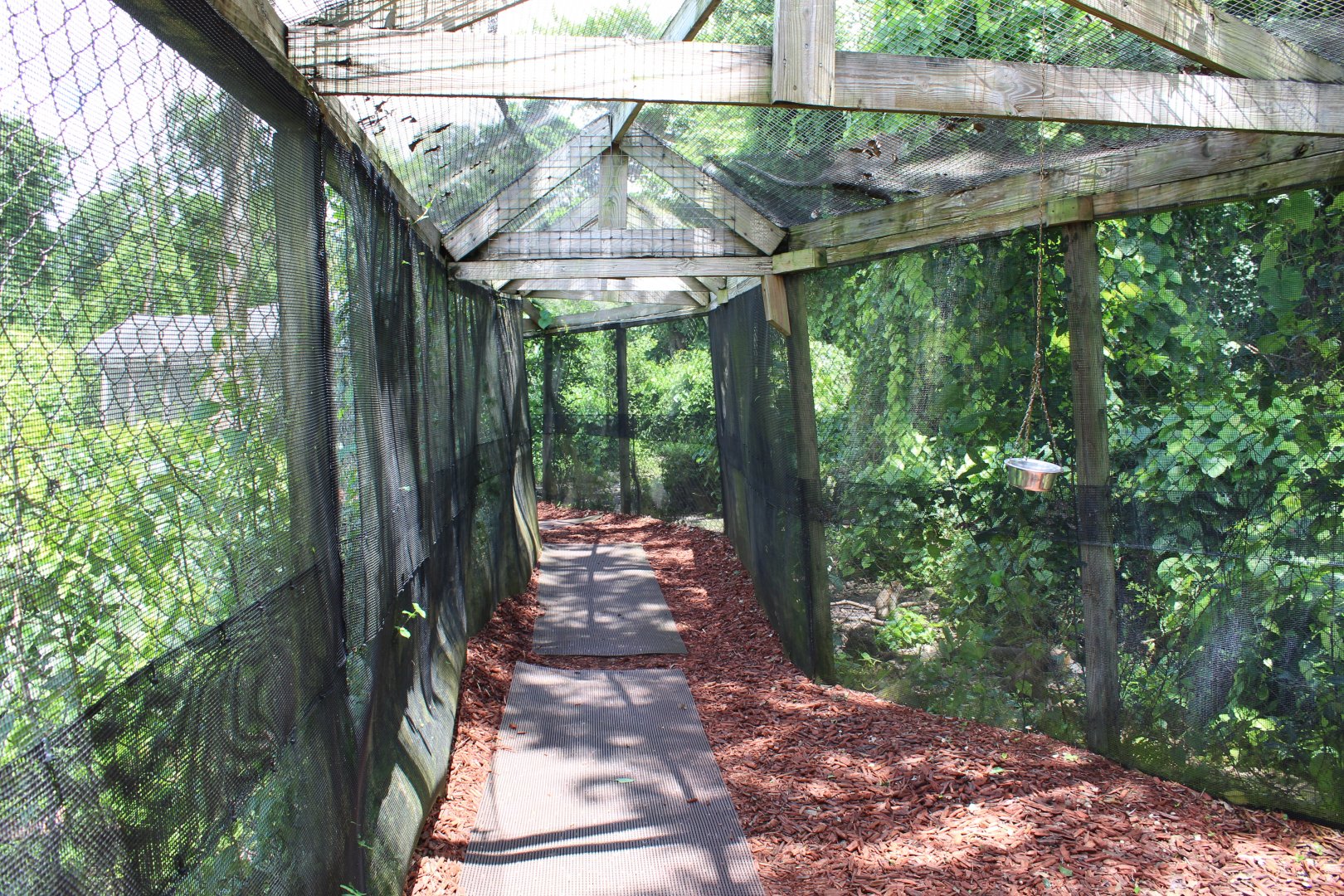 Tunnel Through Java Macaque Exhibit