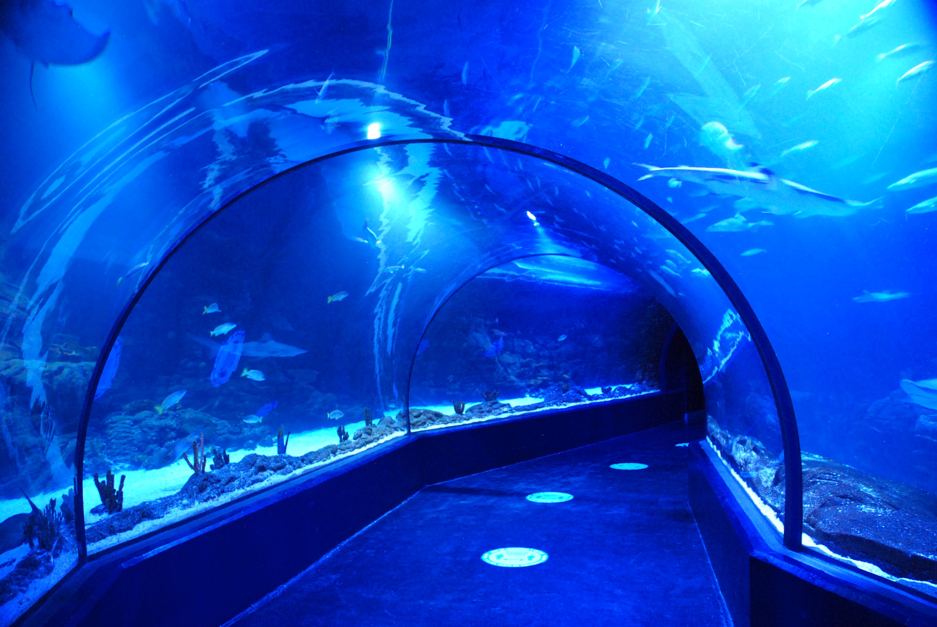 Tunnel Through Main Tank at Atlantis Aquarium Madrid, 20th May 2022