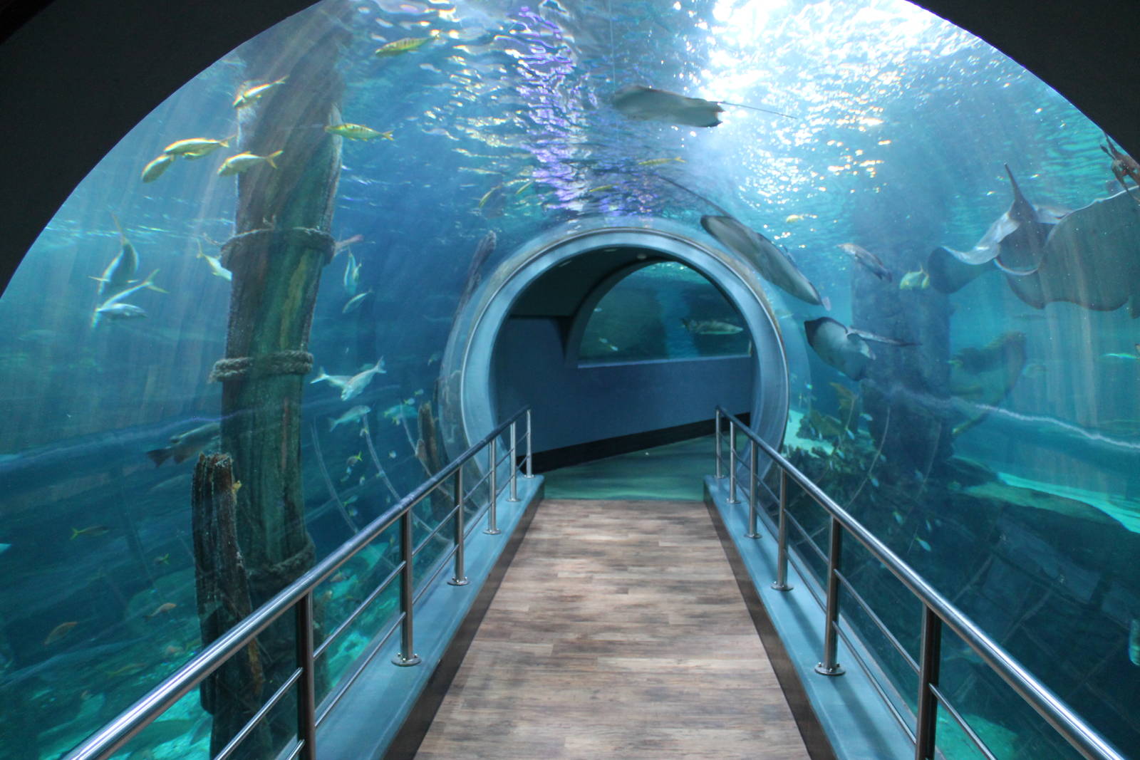 tunnel through ocean tank