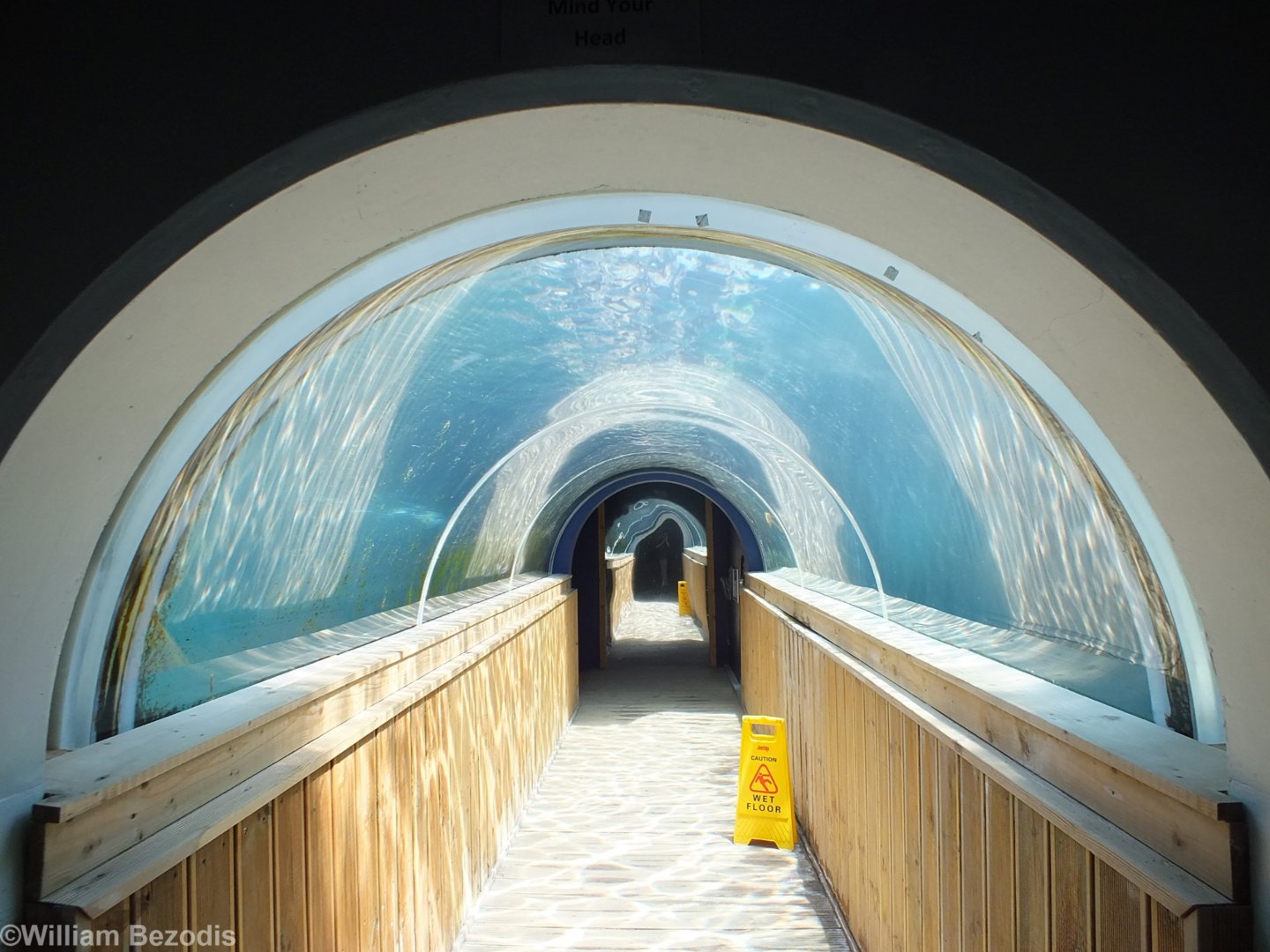 Tunnel Through Sealion Enclosure