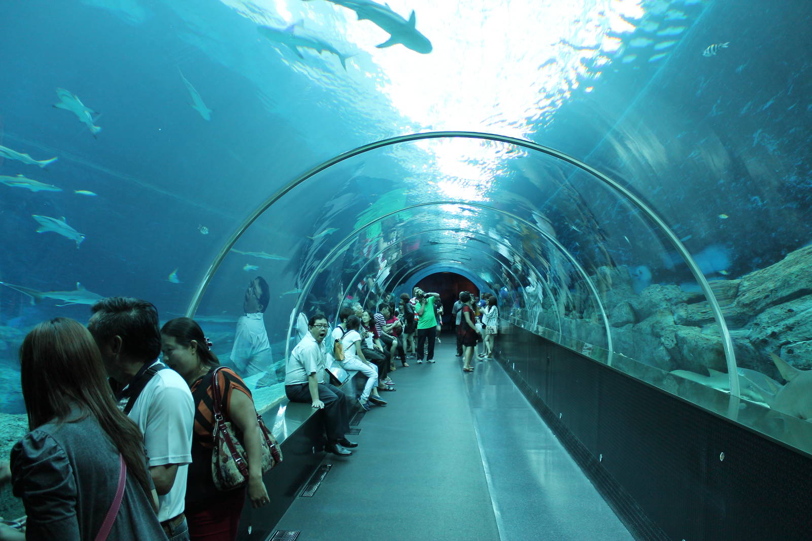 tunnel through shark tank