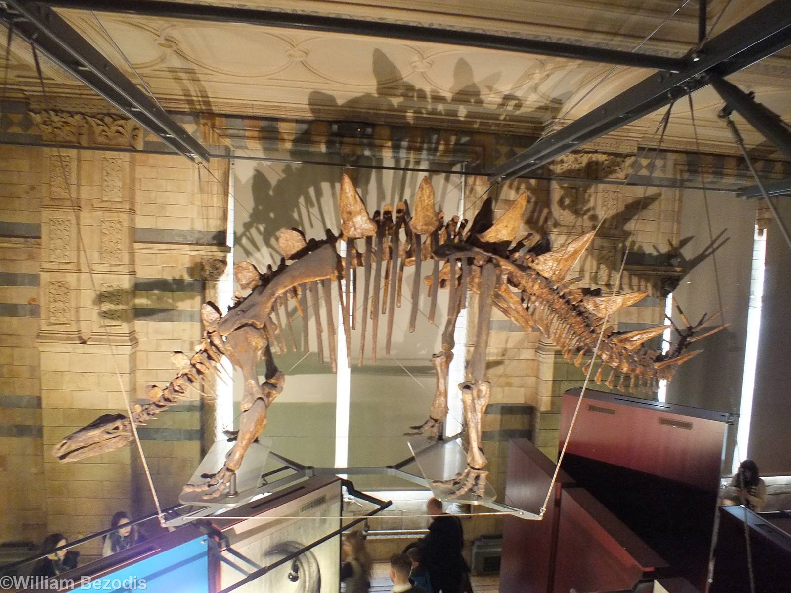 Tuojiangosaurus multispinosus - NHM London