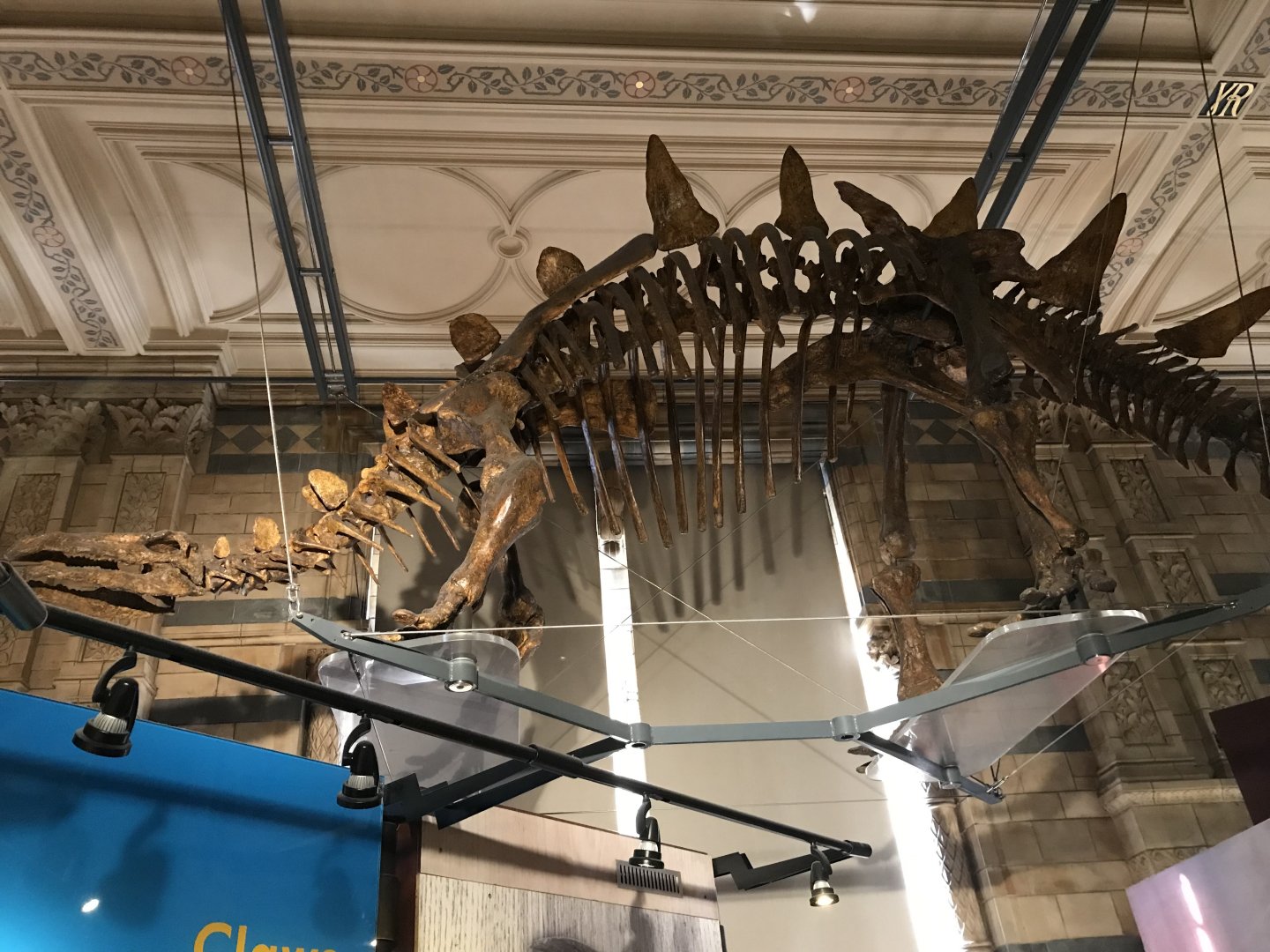 Tuojiangosaurus skeleton