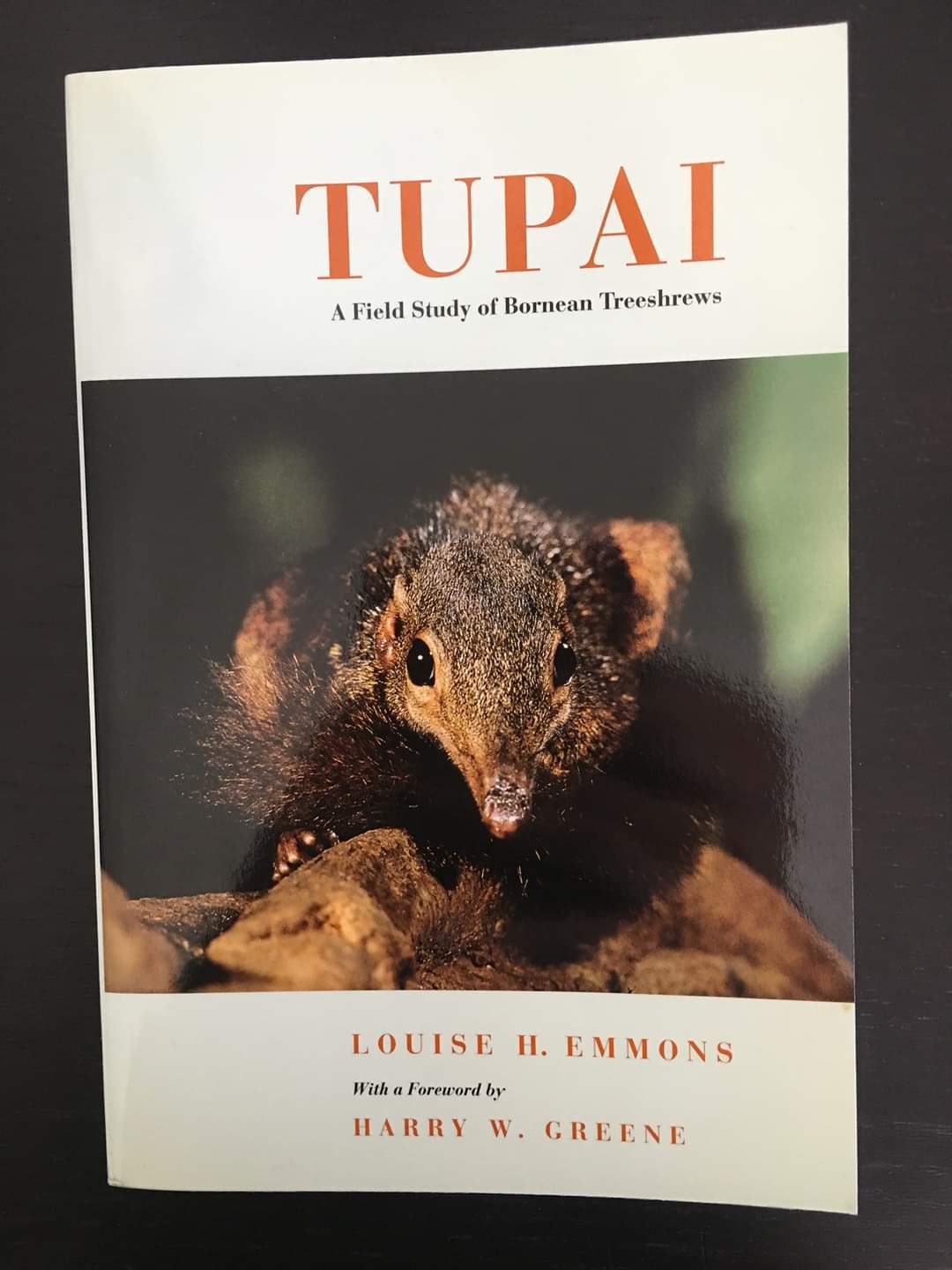 TUPAI: A Field Study of Bornean Treeshrews