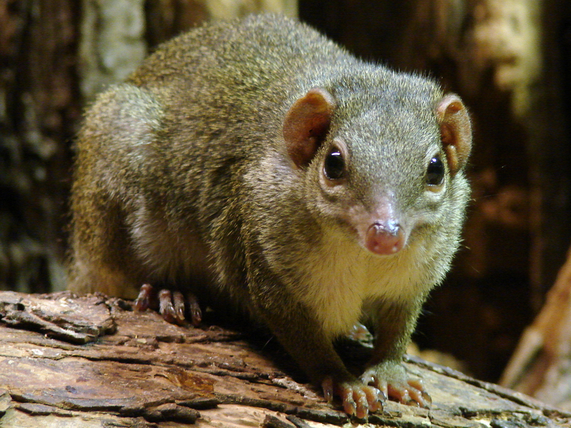 Tupaia belangeri / Northern tree shrew