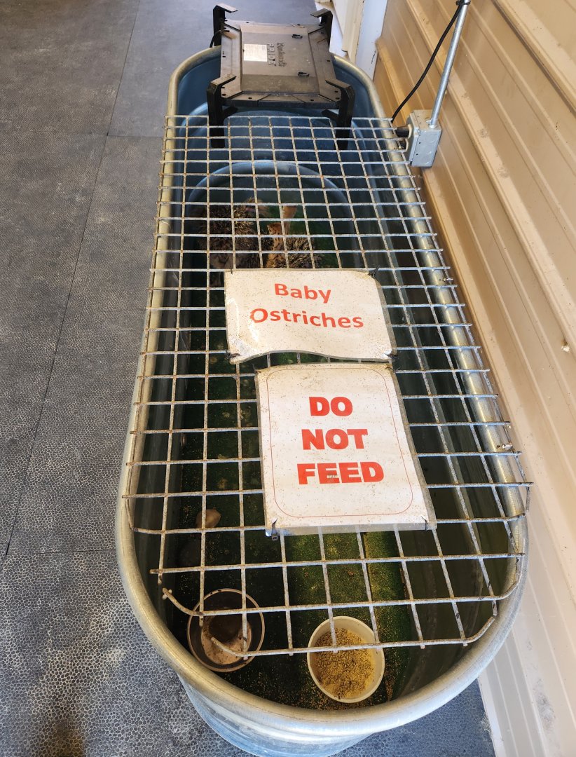 Tupelo Buffalo Park - Baby Ostrich exhibit