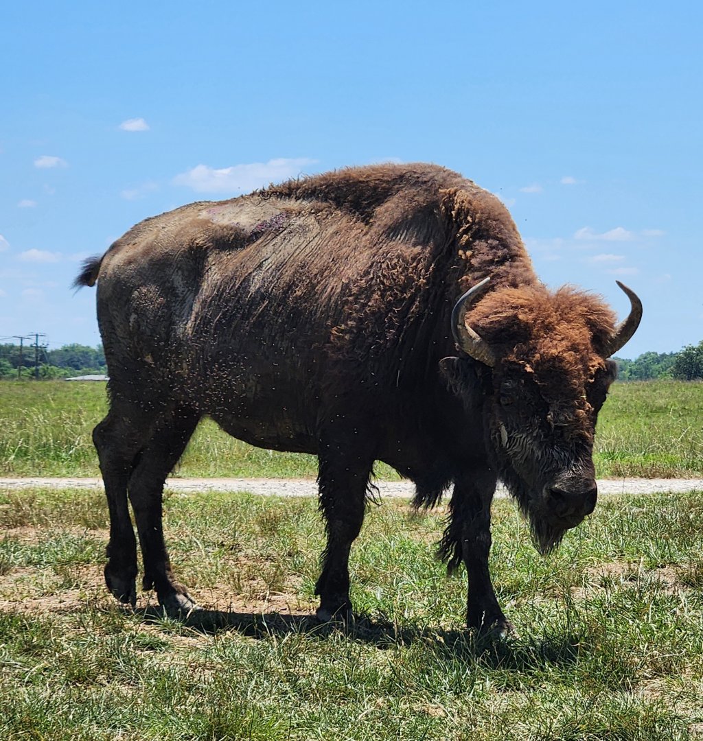 Tupelo Buffalo Park - Bison