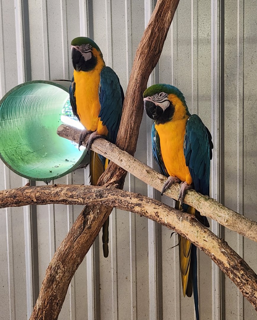 Tupelo Buffalo Park - Blue-yellow Macaws