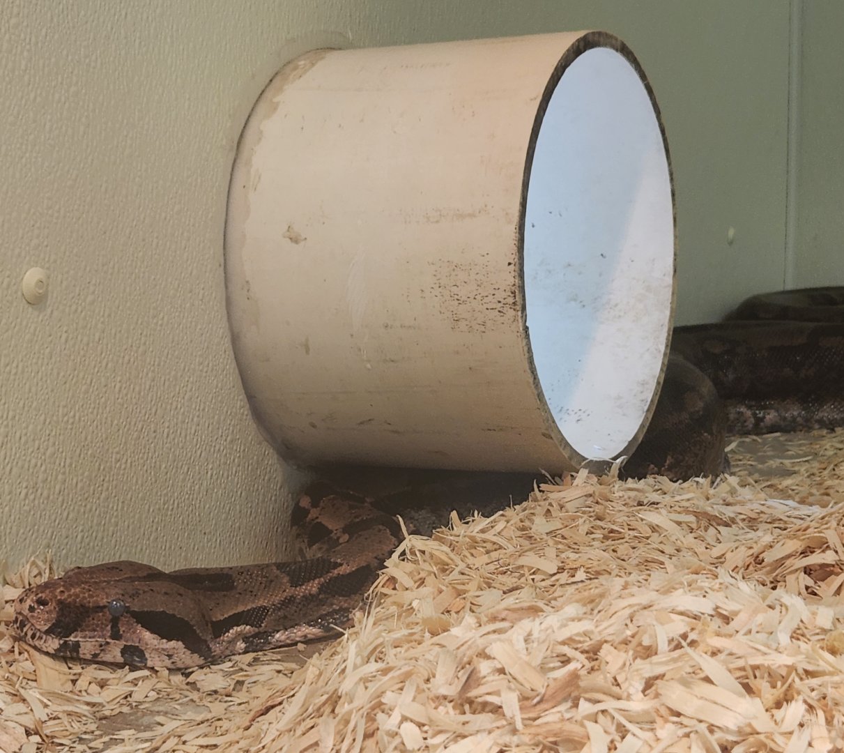 Tupelo Buffalo Park - Boa constrictor