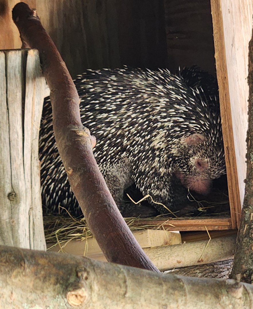 Tupelo Buffalo Park - Brazilian Porcupine