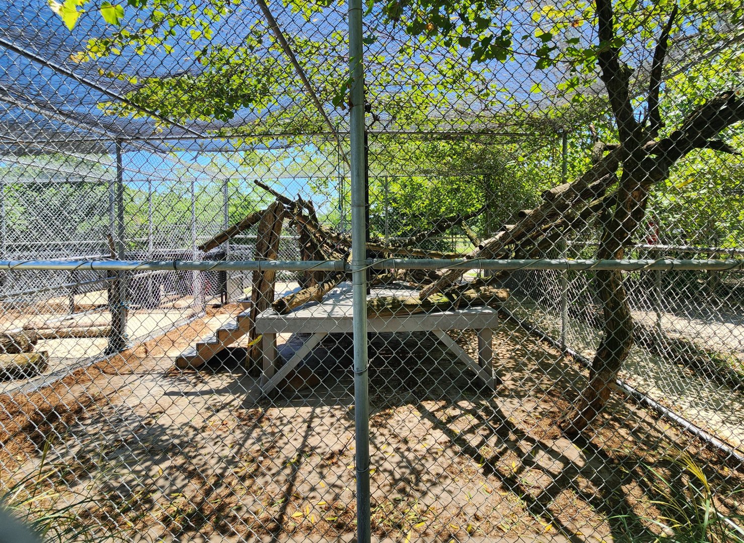 Tupelo Buffalo Park - Eurasian Lynx enclosure