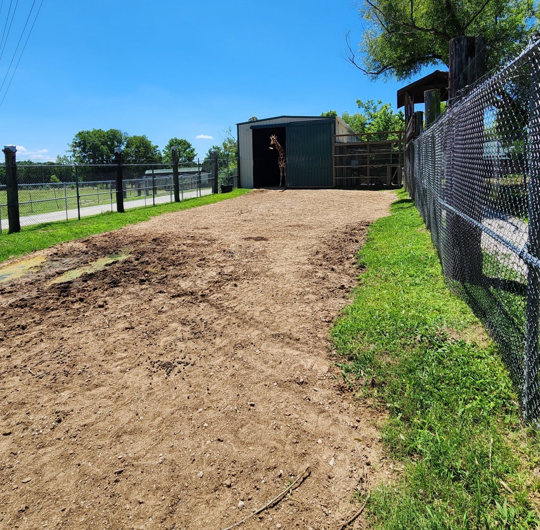 Tupelo Buffalo Park - Giraffe yard