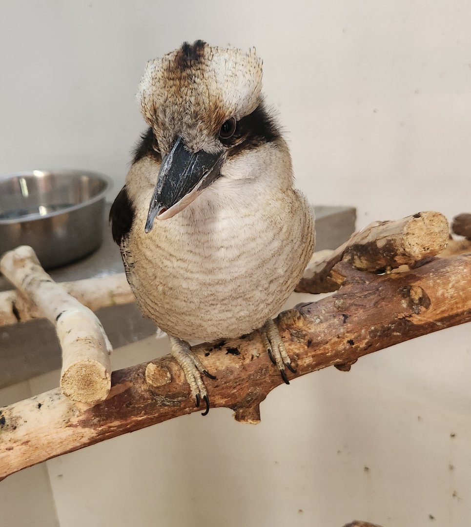 Tupelo Buffalo Park - Laughing Kookaburra