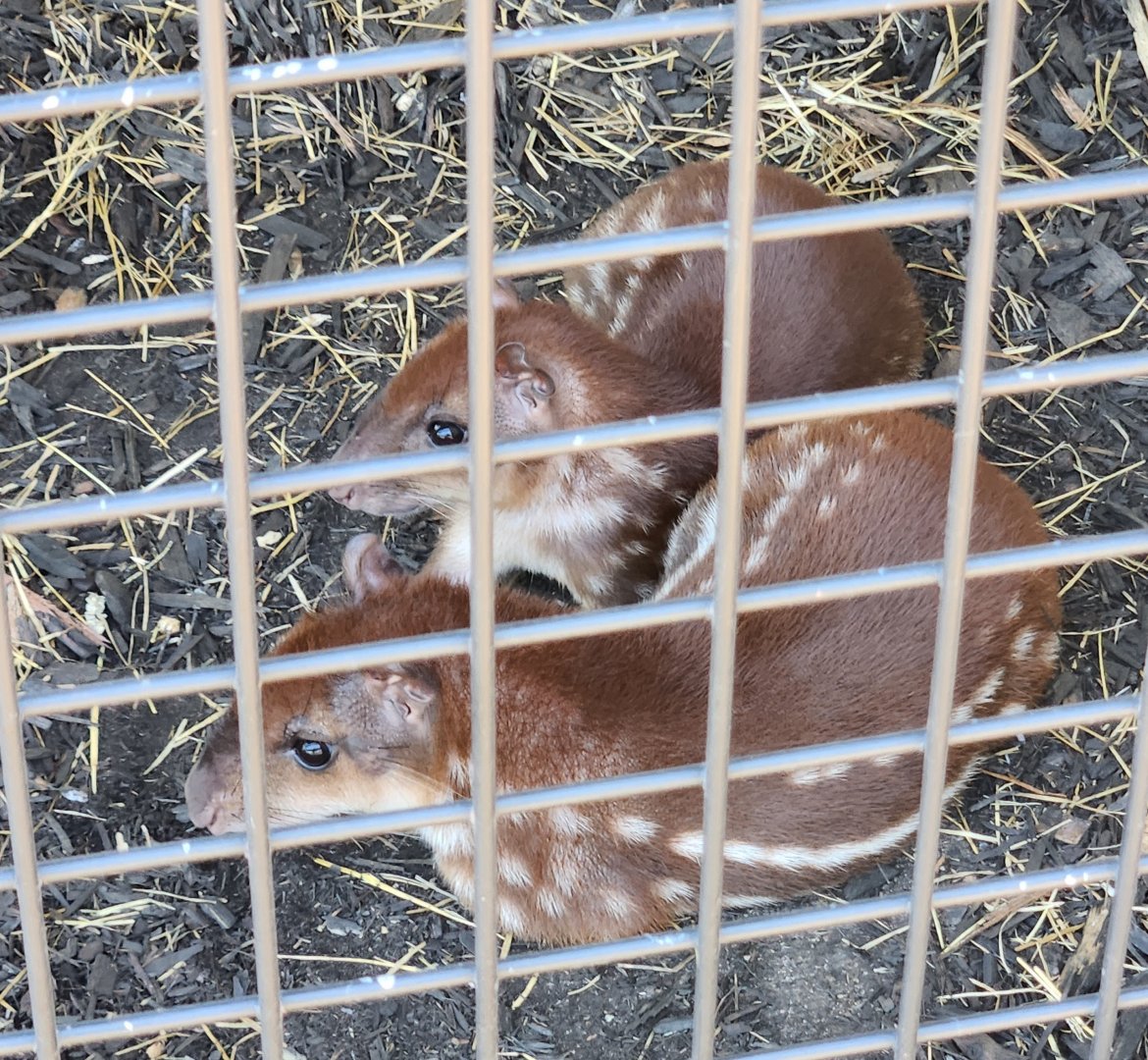 Tupelo Buffalo Park - Lowland Paca