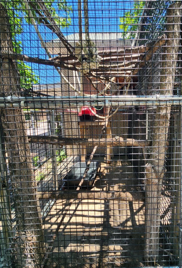 Tupelo Buffalo Park - Red Ruffed Lemur enclosure