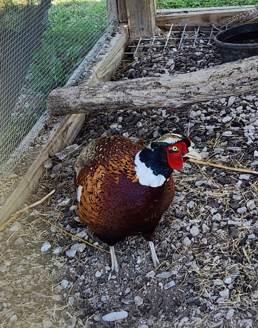 Tupelo Buffalo Park - Ringneck Pheasant