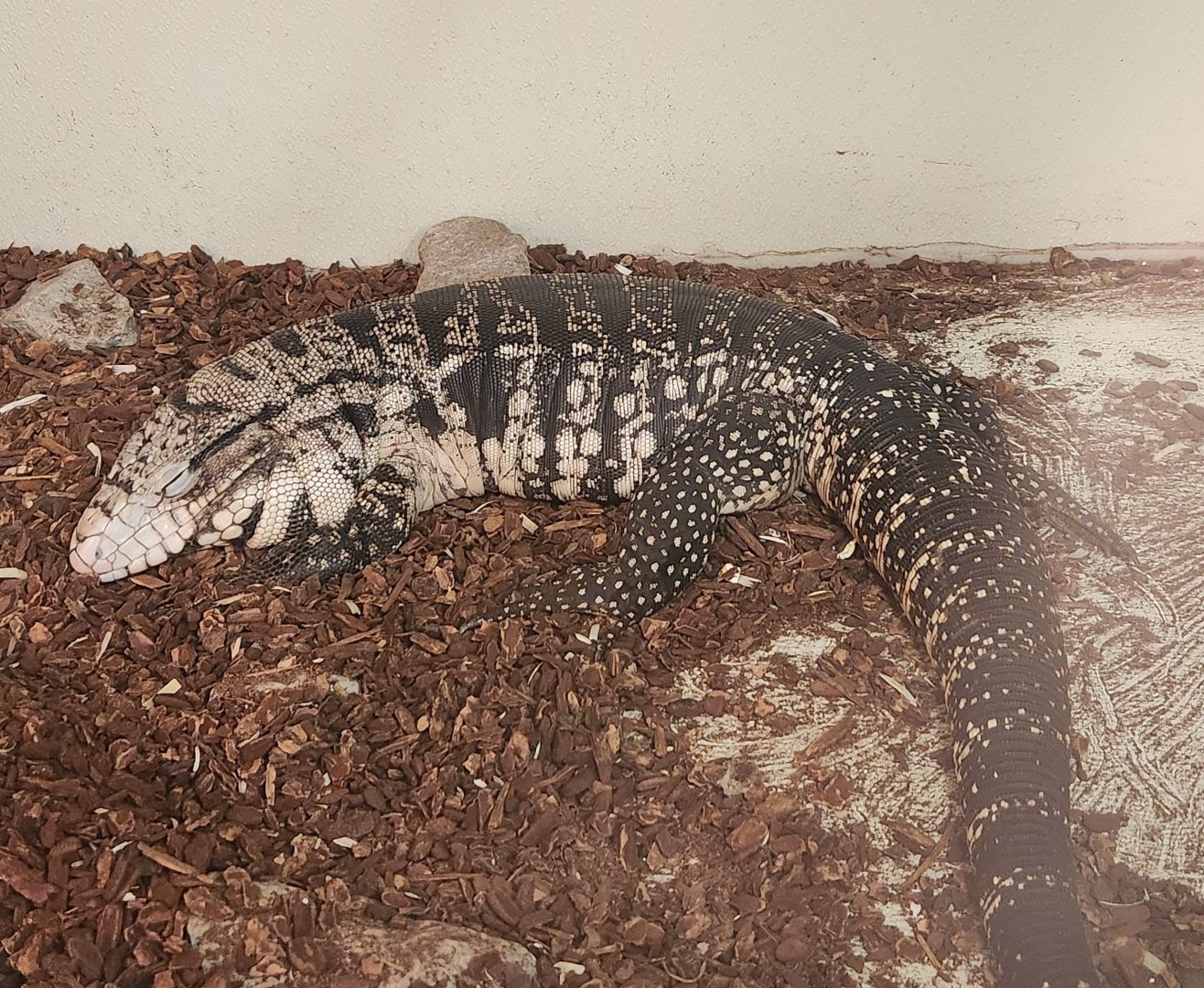 Tupelo Buffalo Park - Salvator merianae