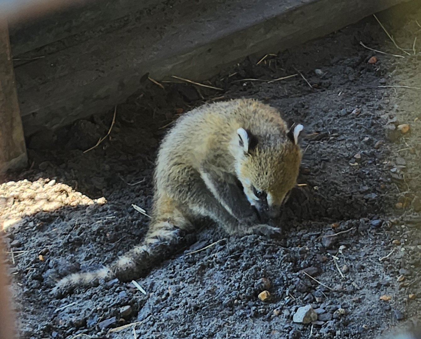 Tupelo Buffalo Park - Southern Coati baby