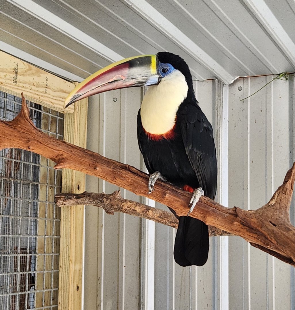 Tupelo Buffalo Park - White-throated Toucan