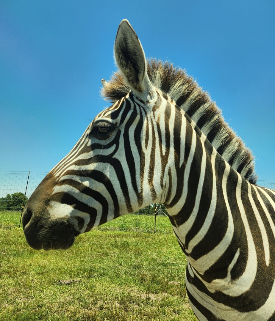 Tupelo Buffalo Park - Zebra