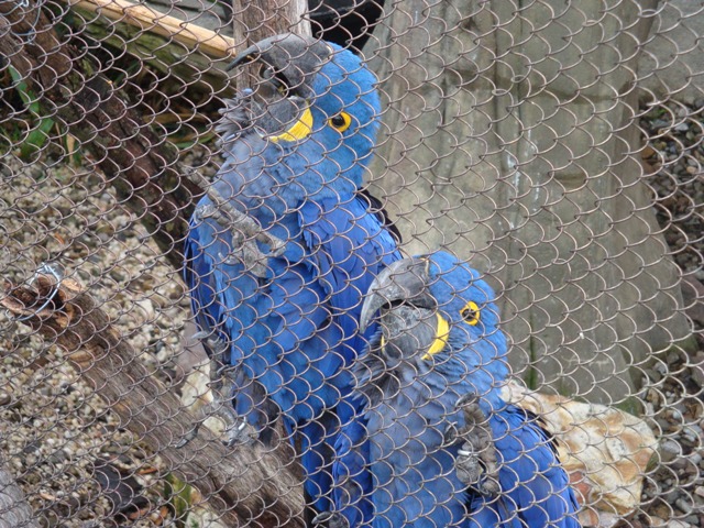 Tupi and Yama, the Hyacinth Macaws in Legends of the Wild