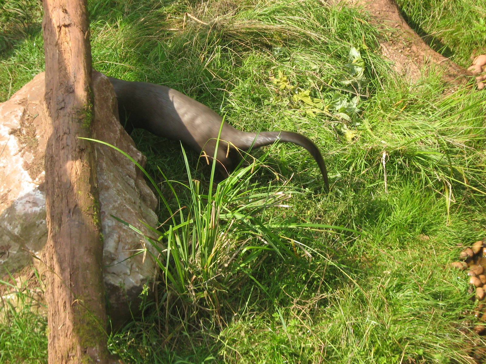 tupi(f)giant otter