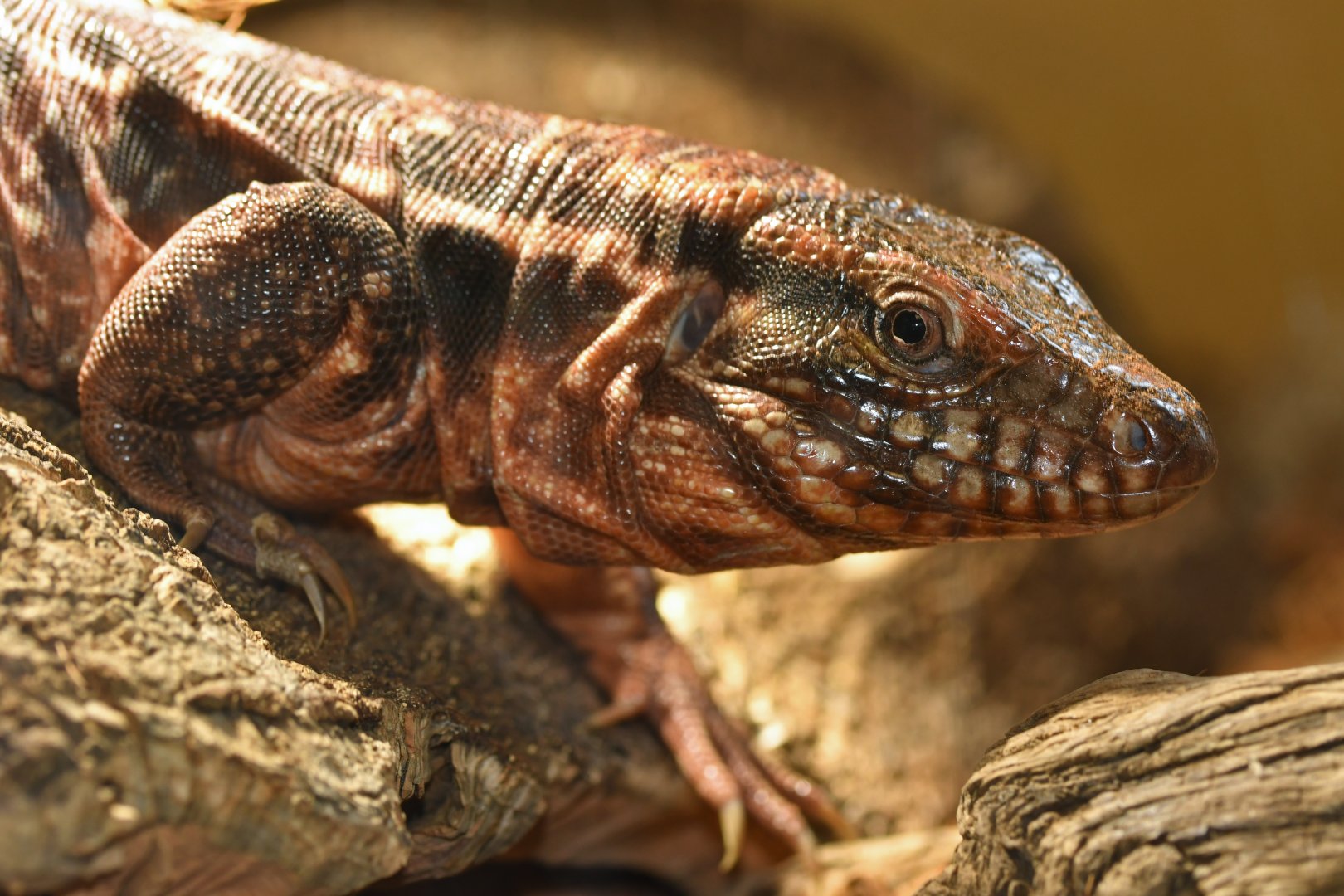 Tupinambis rufescens