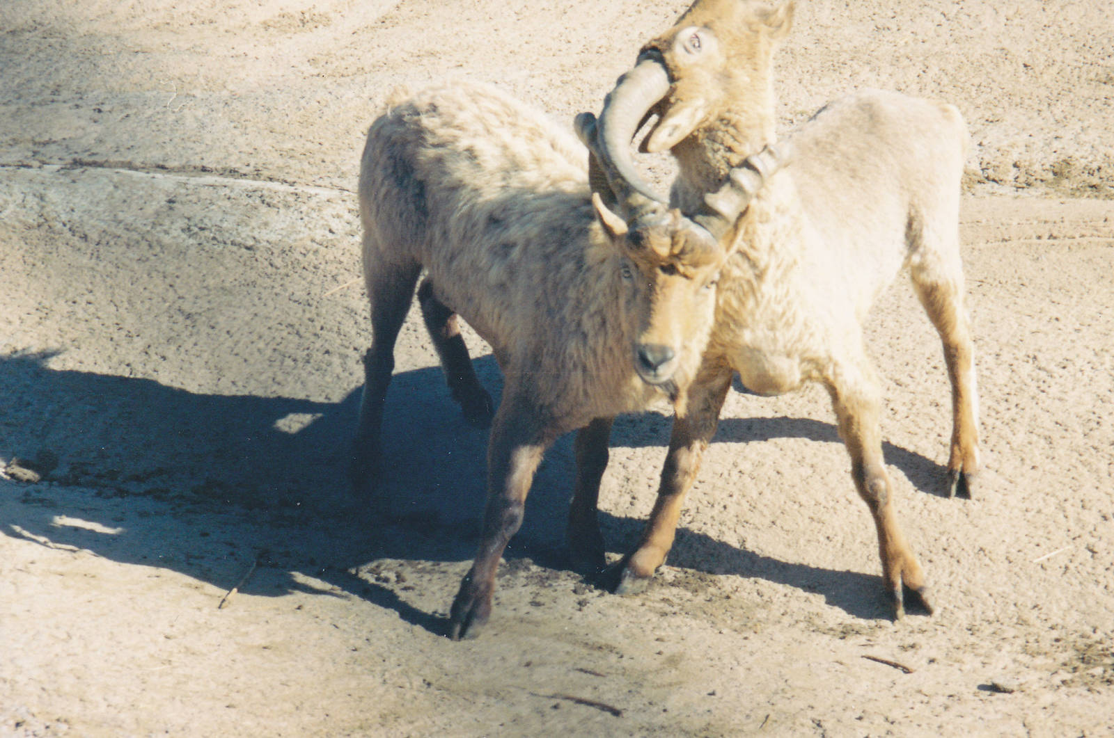 Tur in a horn lock 1990's