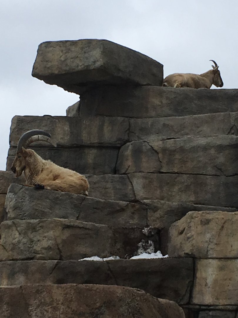 Tur Mountain - The last Tur in the United States